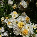 R_Ghislaine de feligonde' _DM12